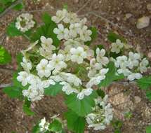 Image de Crataegus mollis (Torr. & Gray) Scheele