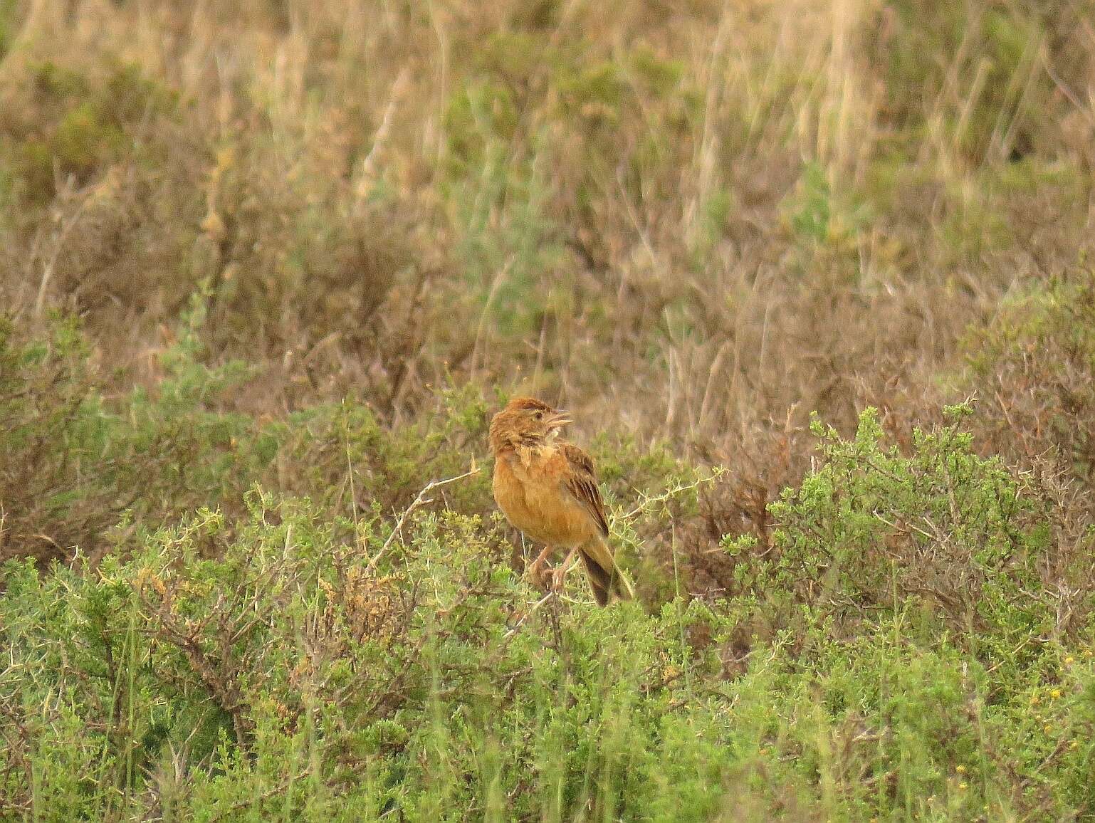 Image of Eastern Clapper Lark