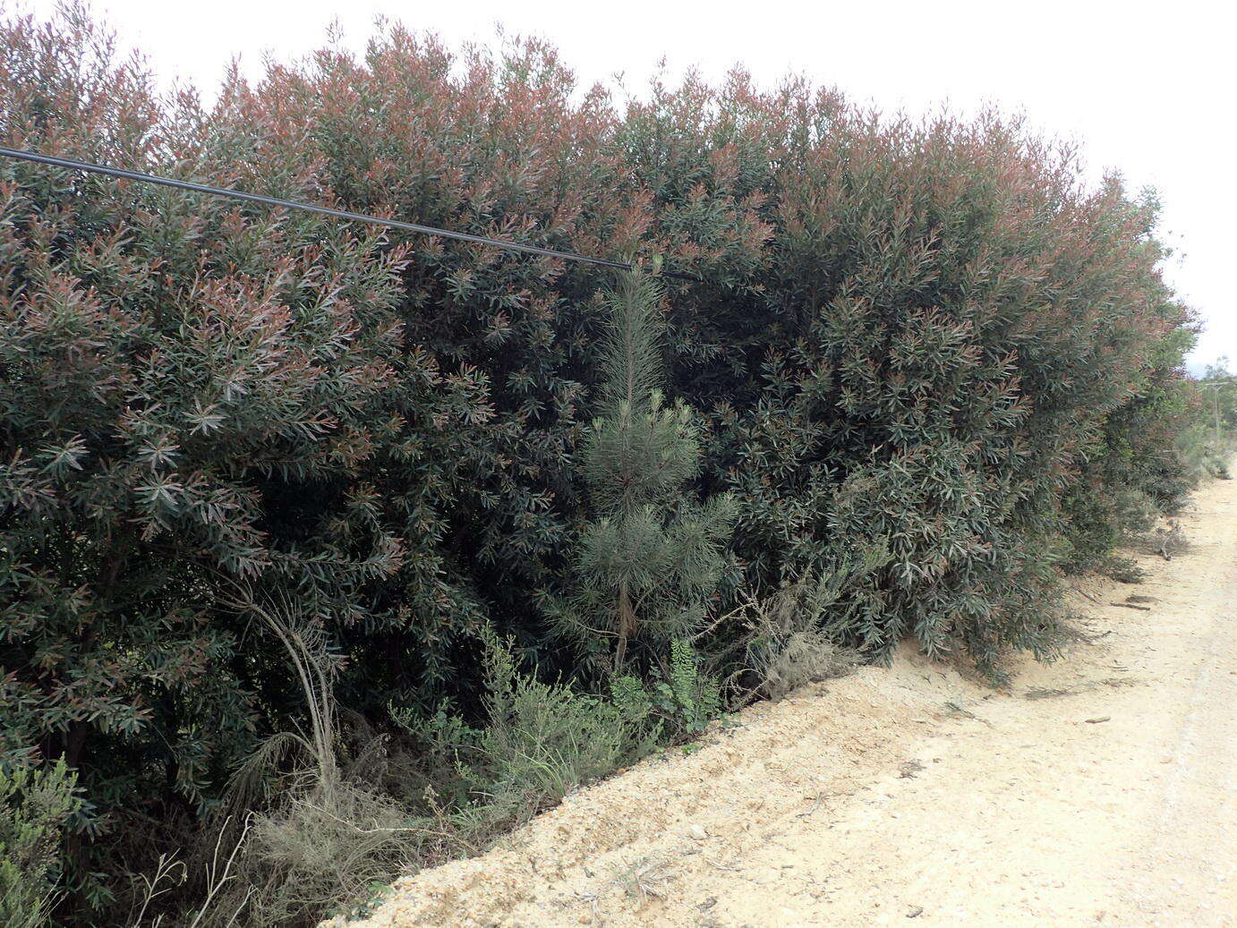 Image of Hakea salicifolia subsp. salicifolia