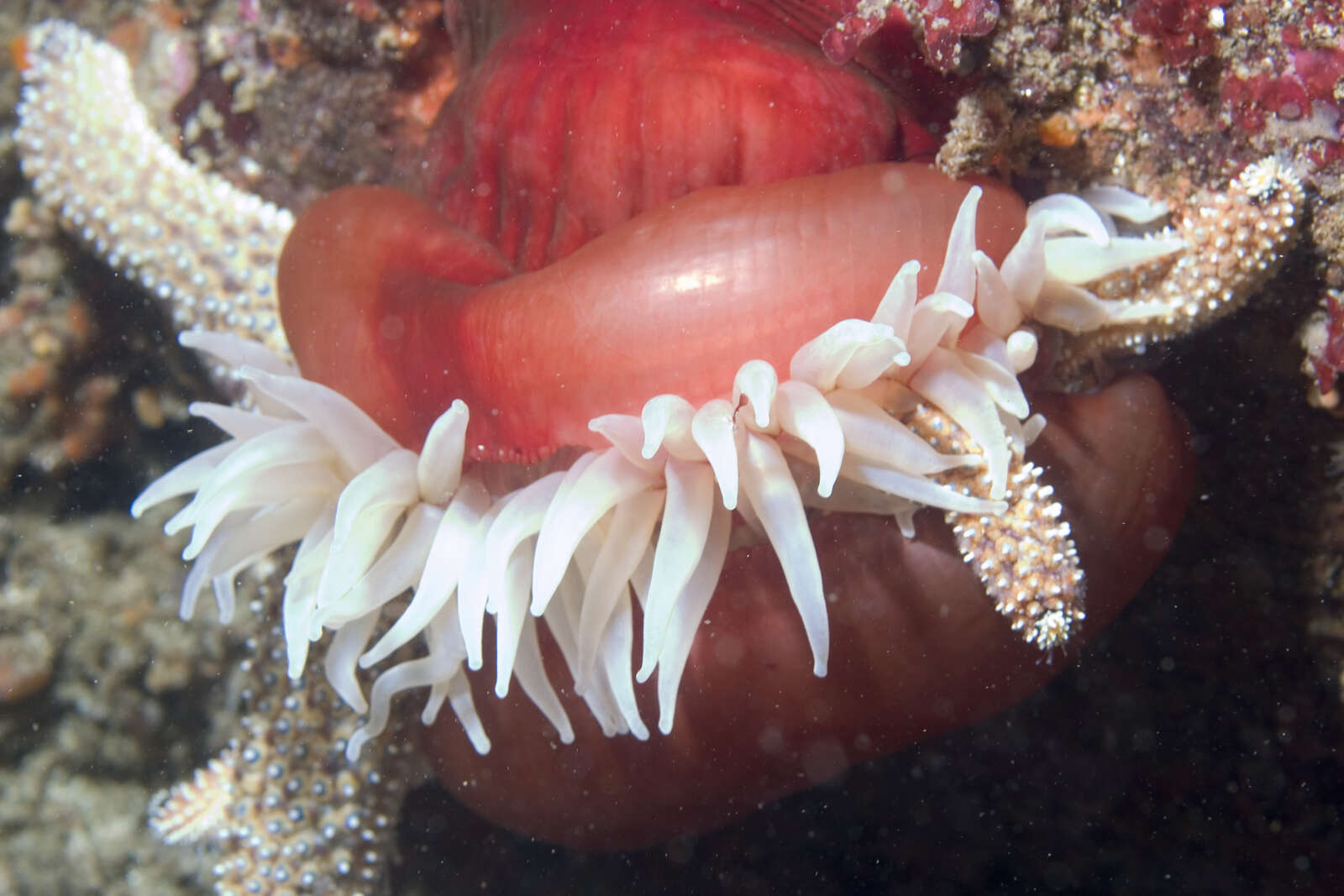 Image of Fish-eating anemone