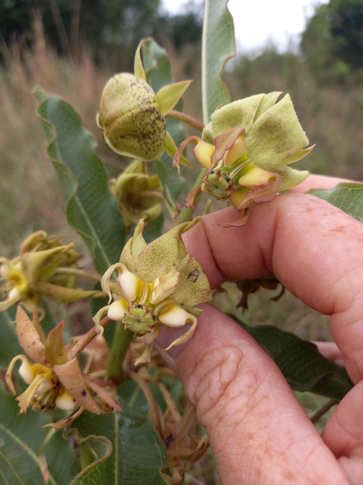 Image of Pachycarpus appendiculatus E. Mey.