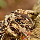 Image de Hemiphyllodactylus aurantiacus (Beddome 1870)