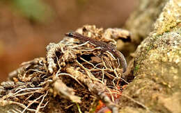 Image of Southern Ghats Slender Gecko