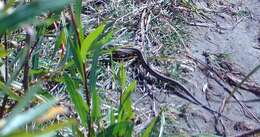 Image of Common Garter Snake