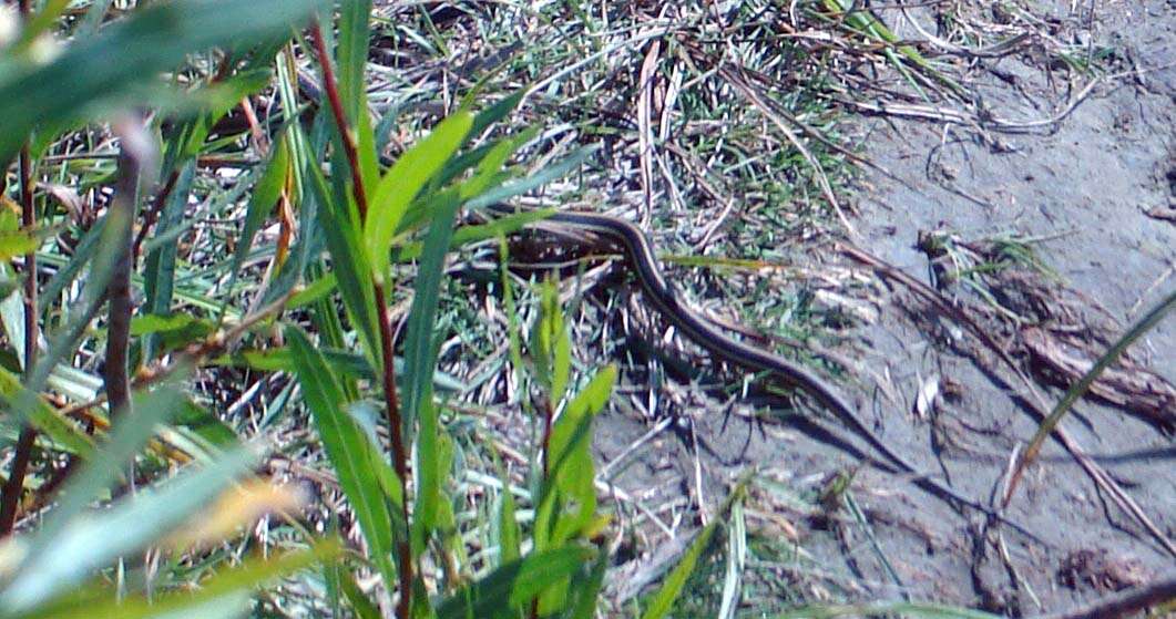 Image of Common Garter Snake