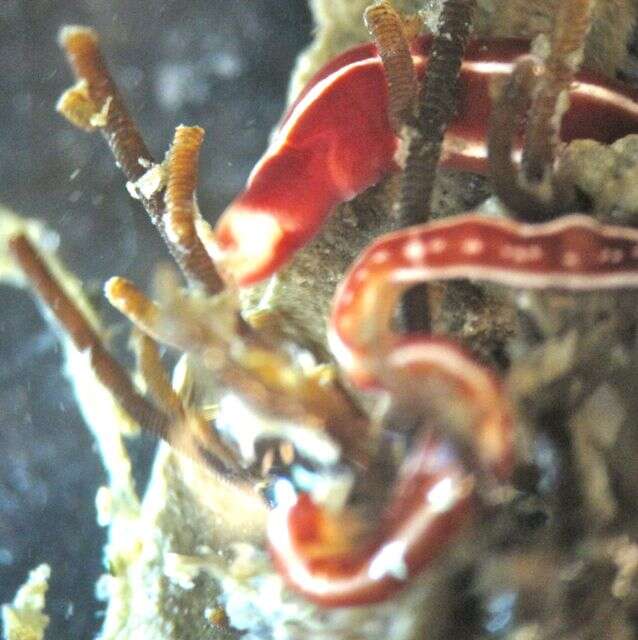 Image of football Jersey worm