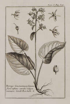 Image of Trachystemon orientalis