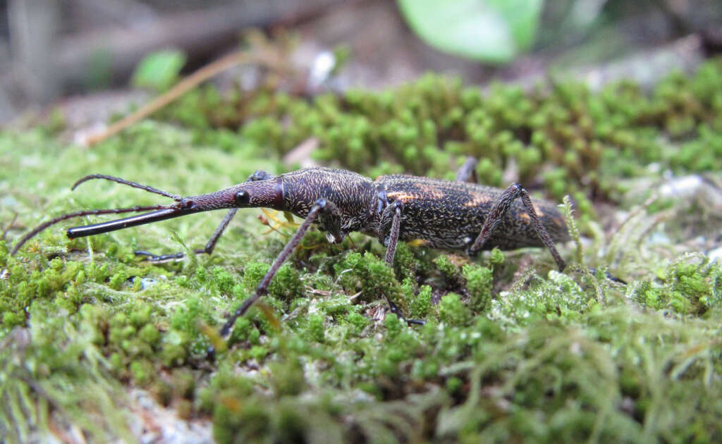 Image of Giraffe weevil