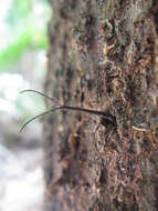 Image of Giraffe weevil