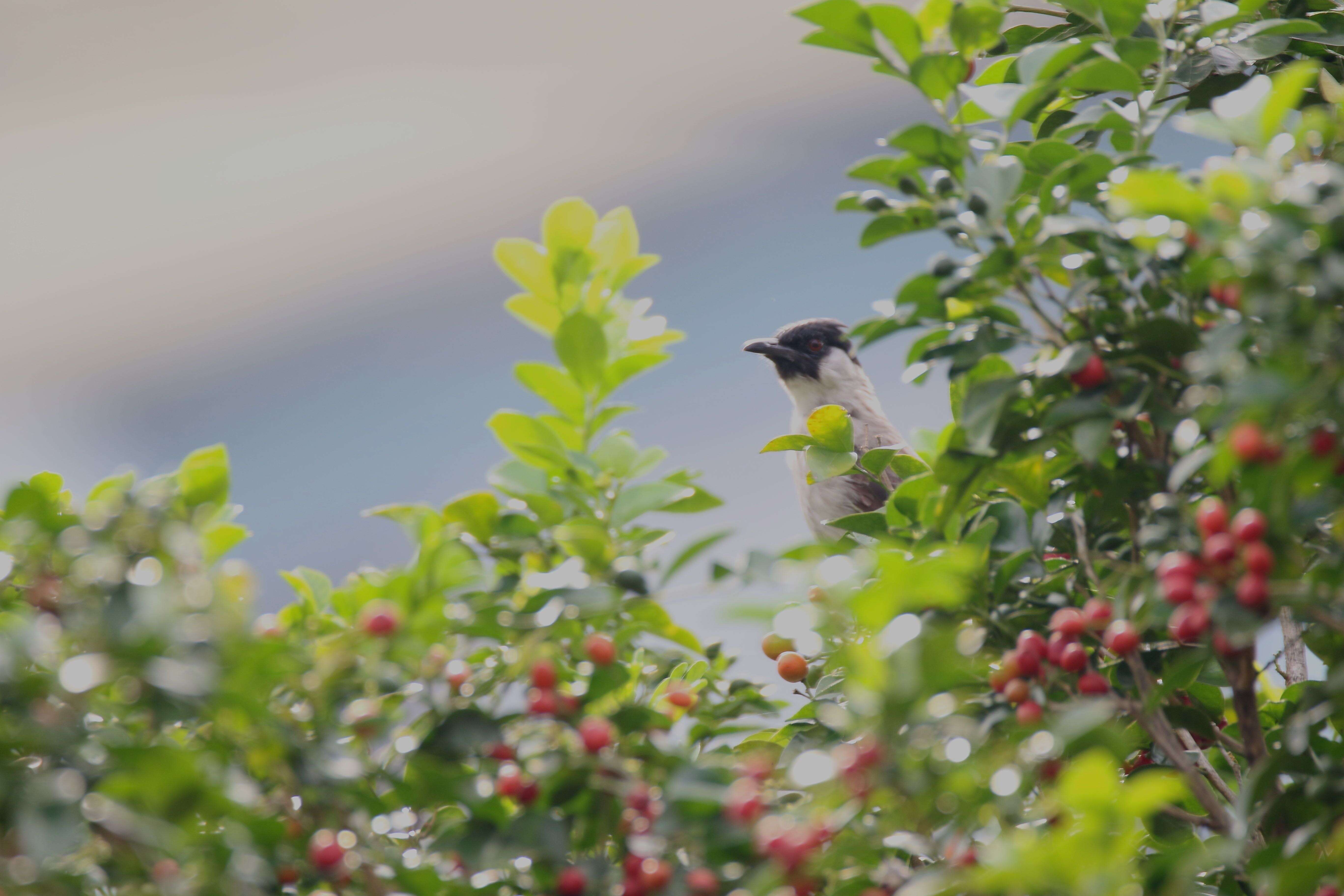 Image of Sooty-headed Bulbul