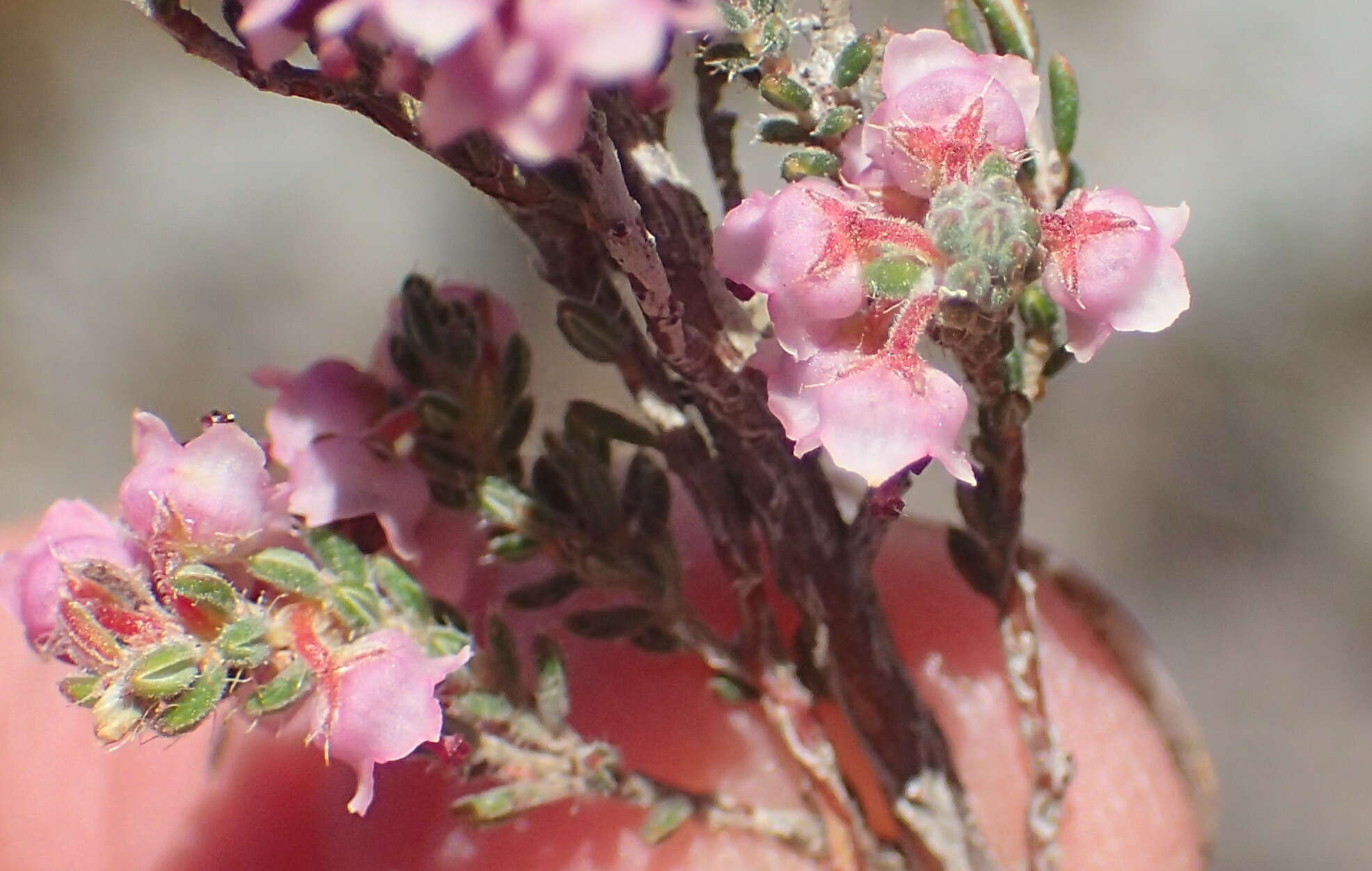 Image of Erica glandulipila Compton