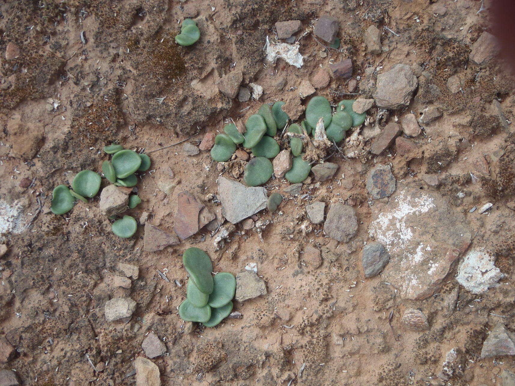 Image of Tylecodon ventricosus (Burm. fil.) H. Tölken