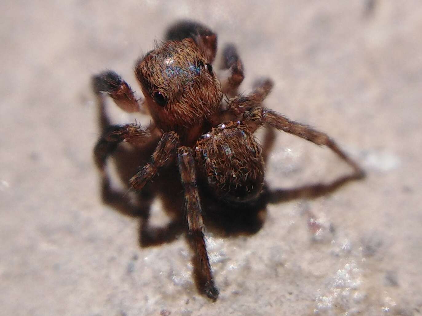 Image de Euophrys rufibarbis (Simon 1868)