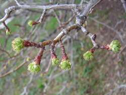 Image de Crataegus mollis (Torr. & Gray) Scheele