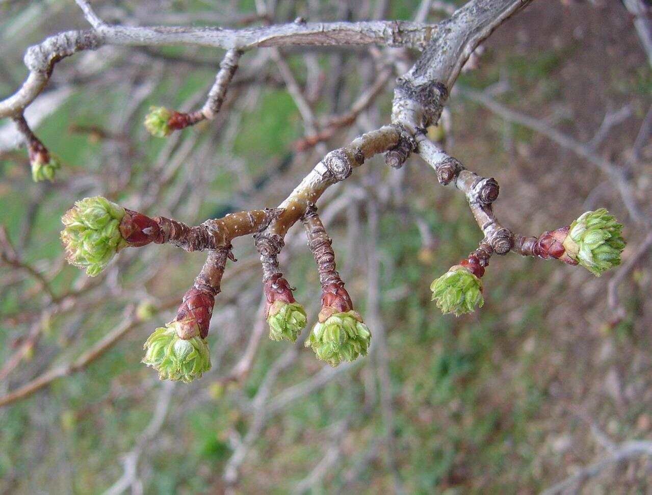 Image de Crataegus mollis (Torr. & Gray) Scheele