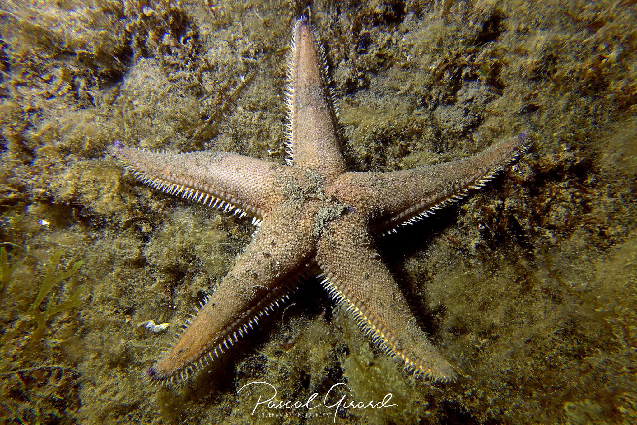 Image of Sand star