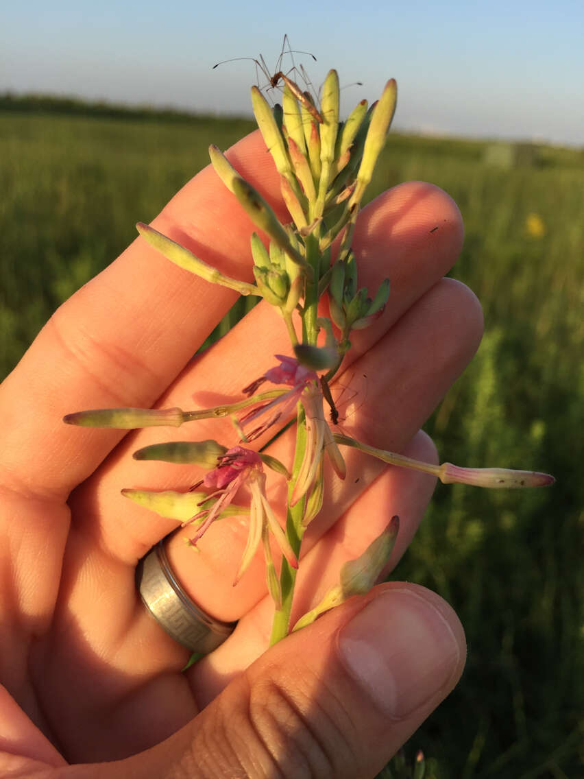 Imagem de Oenothera filiformis (Small) W. L. Wagner & Hoch