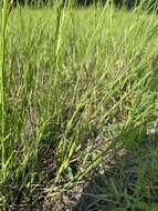 Image of Florida Yellow Flax