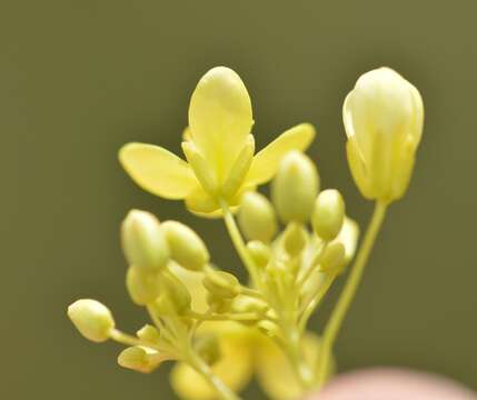 Слика од Biscutella coronopifolia L.