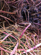 Image of California Barrel Cactus