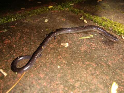 Image of Linnaeus' Writhing Skink