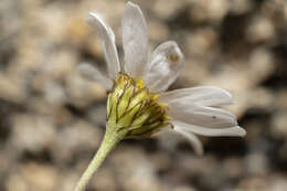 Image of Anthemis chia L.