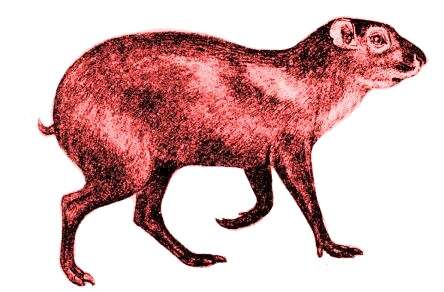 Image of Brazilian Agouti