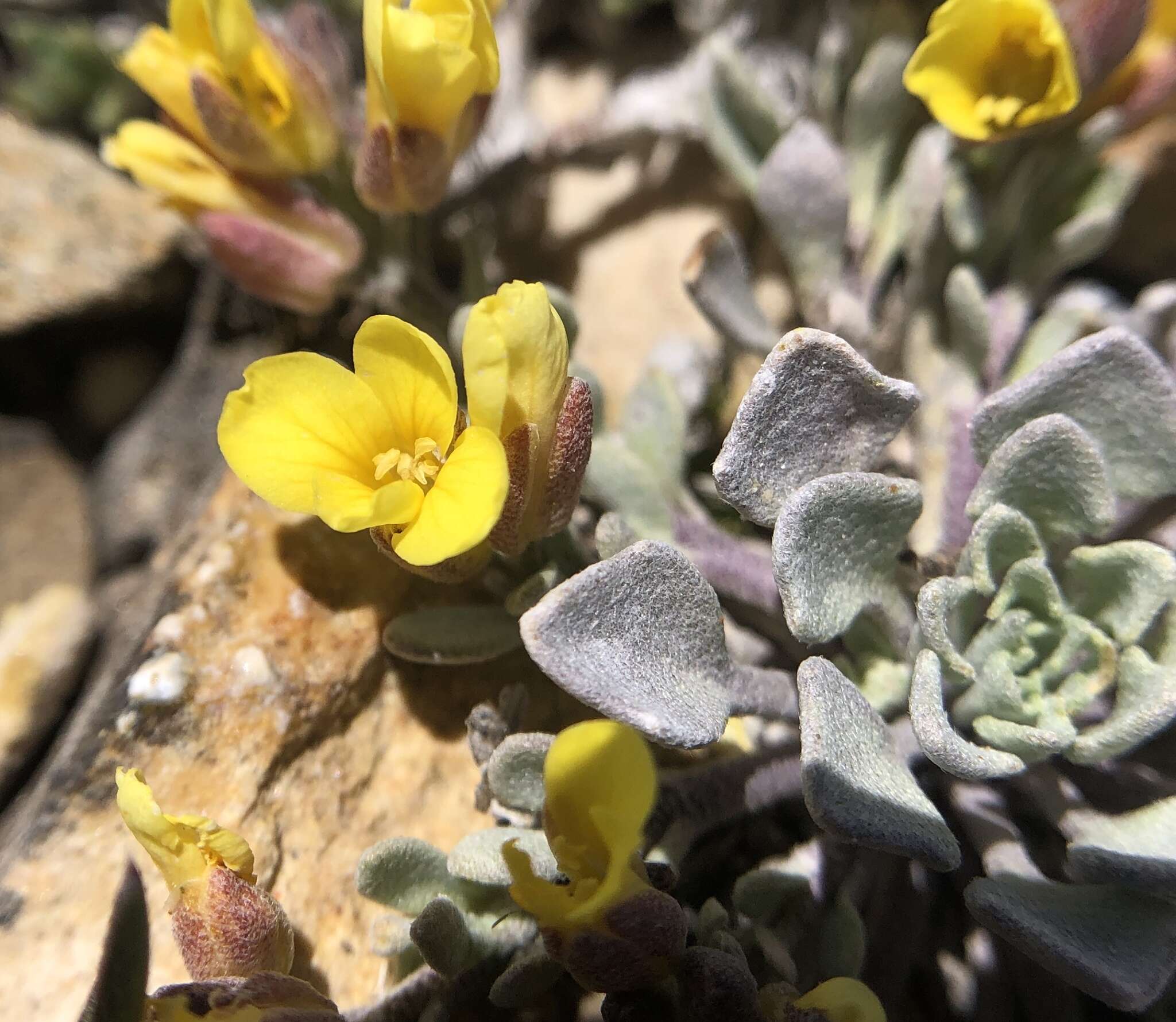 Physaria kingii subsp. kingii的圖片