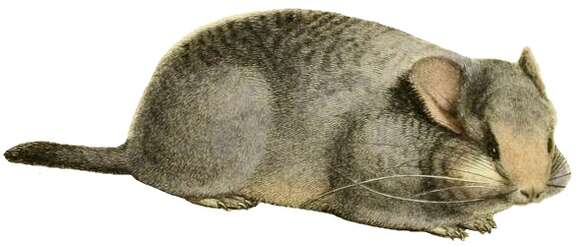 Image of chinchilla