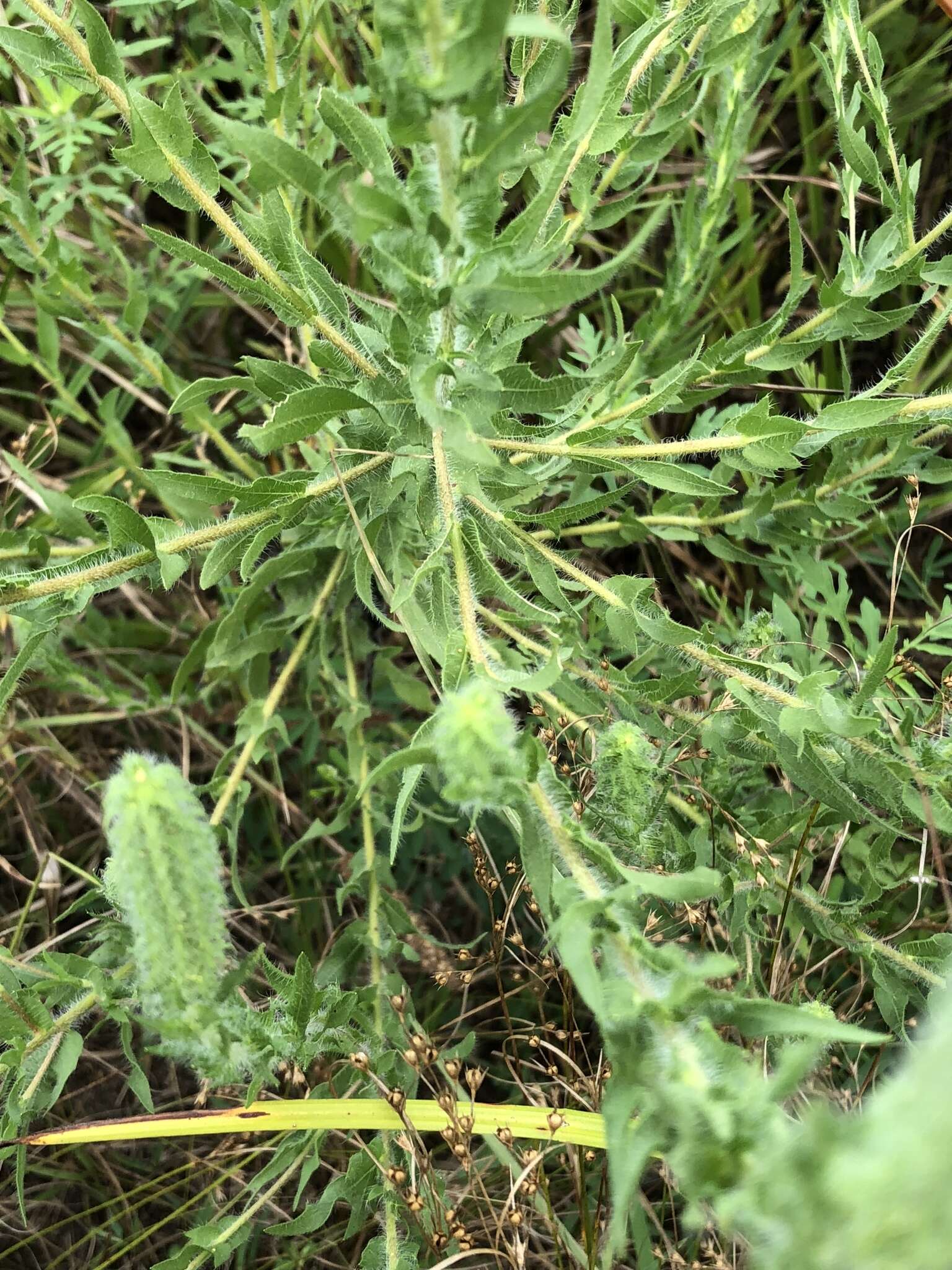 Image of lanceleaf ragweed