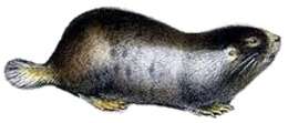 Image of Namaqua Dune Mole Rat