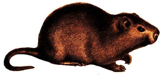 Greater cane rat - Wikipedia