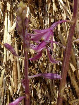 Image of elegant hyacinth-orchid