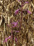 Image of elegant hyacinth-orchid