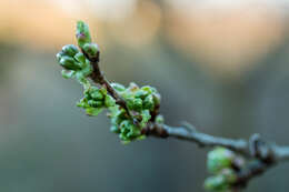 Image of gean, wild cherry