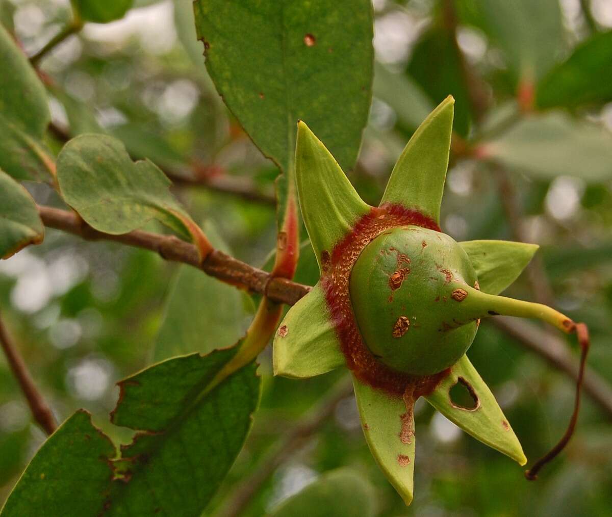 Image of Sonneratia caseolaris (L.) A. Engl.