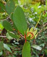 Image of Sonneratia caseolaris (L.) A. Engl.