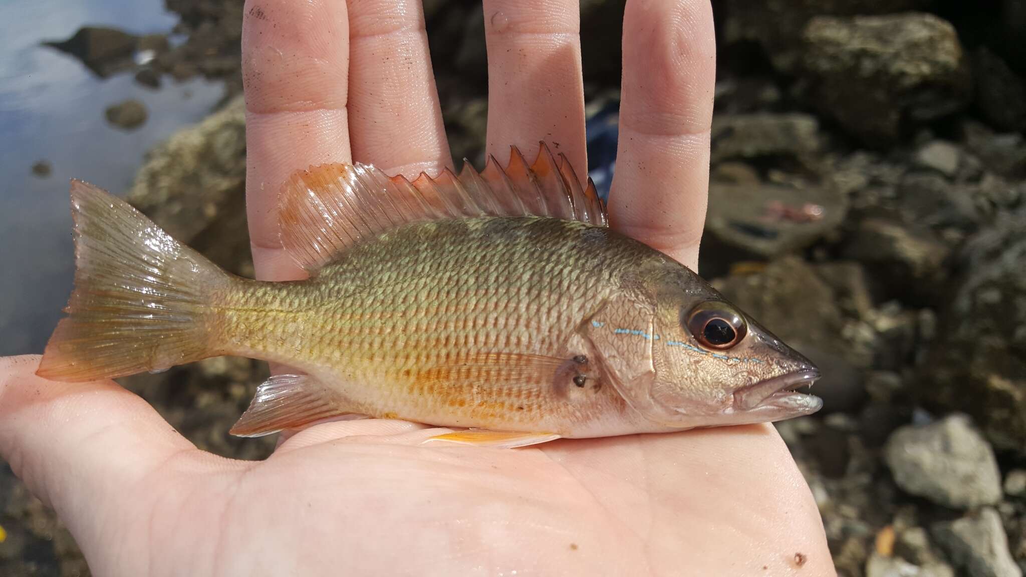 Image of Amarillo snapper