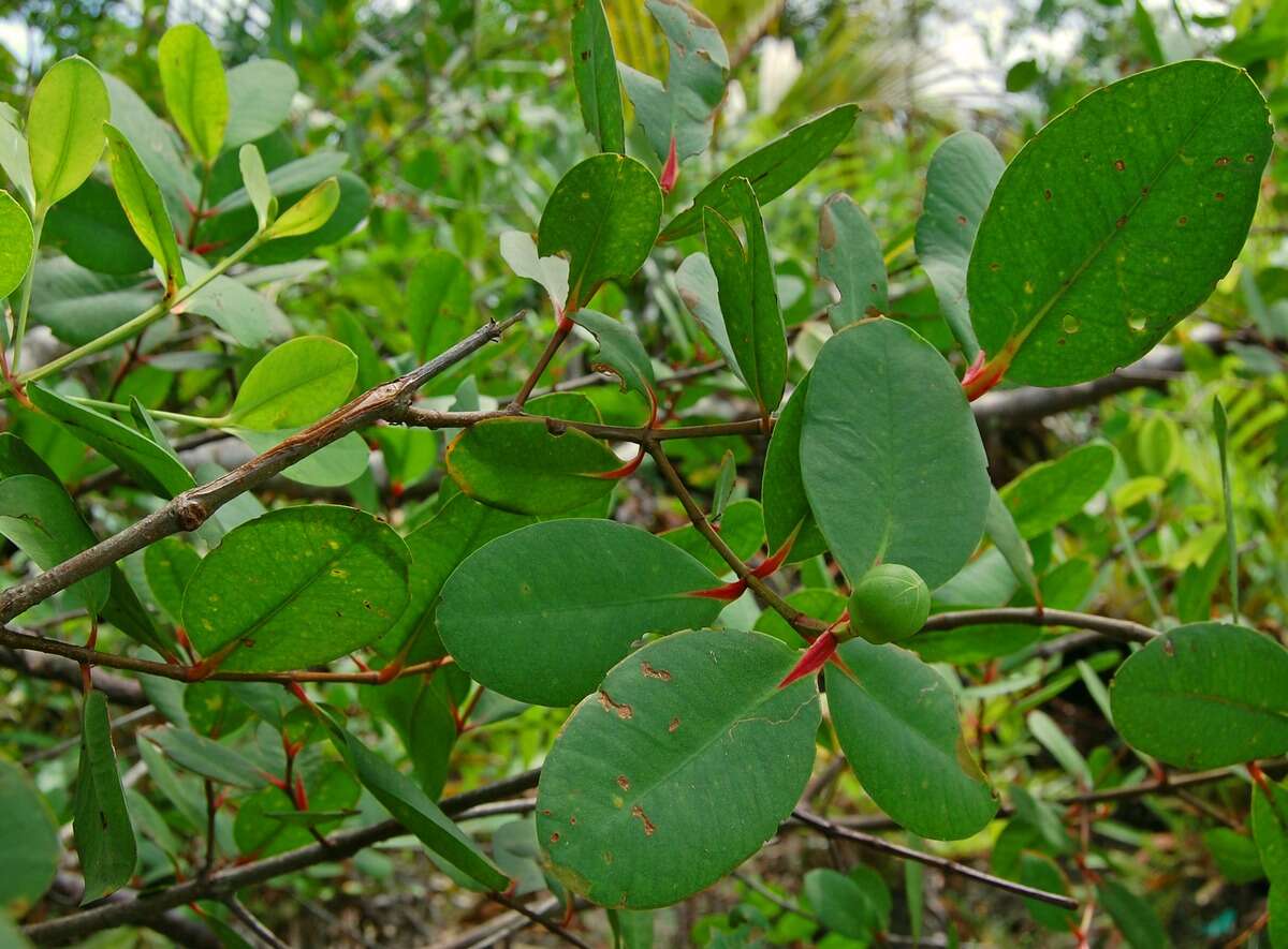 Image of Sonneratia caseolaris (L.) A. Engl.