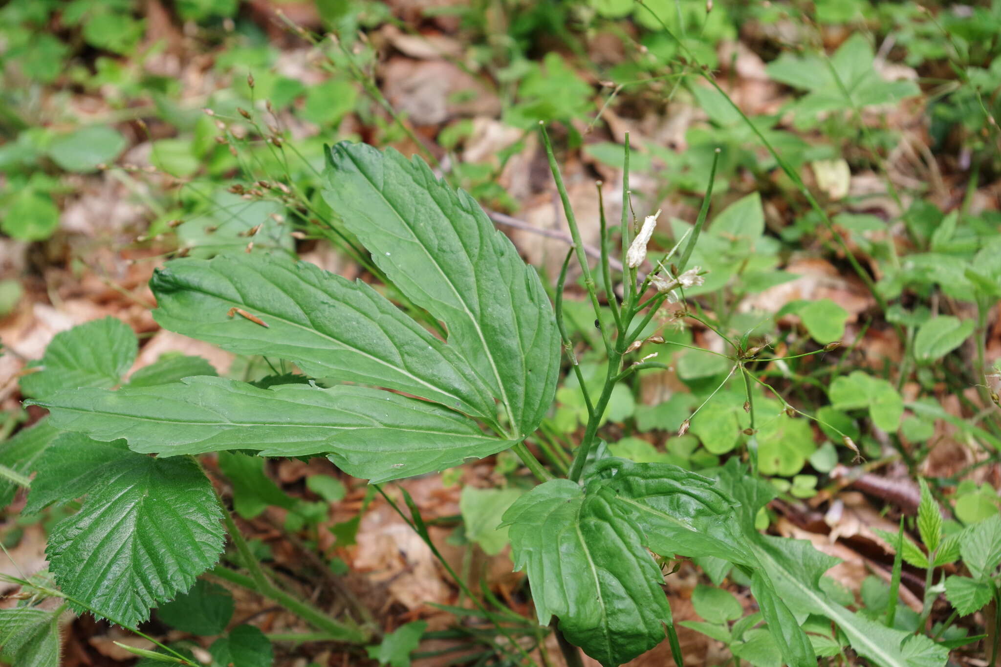 Image of Drooping Bittercress