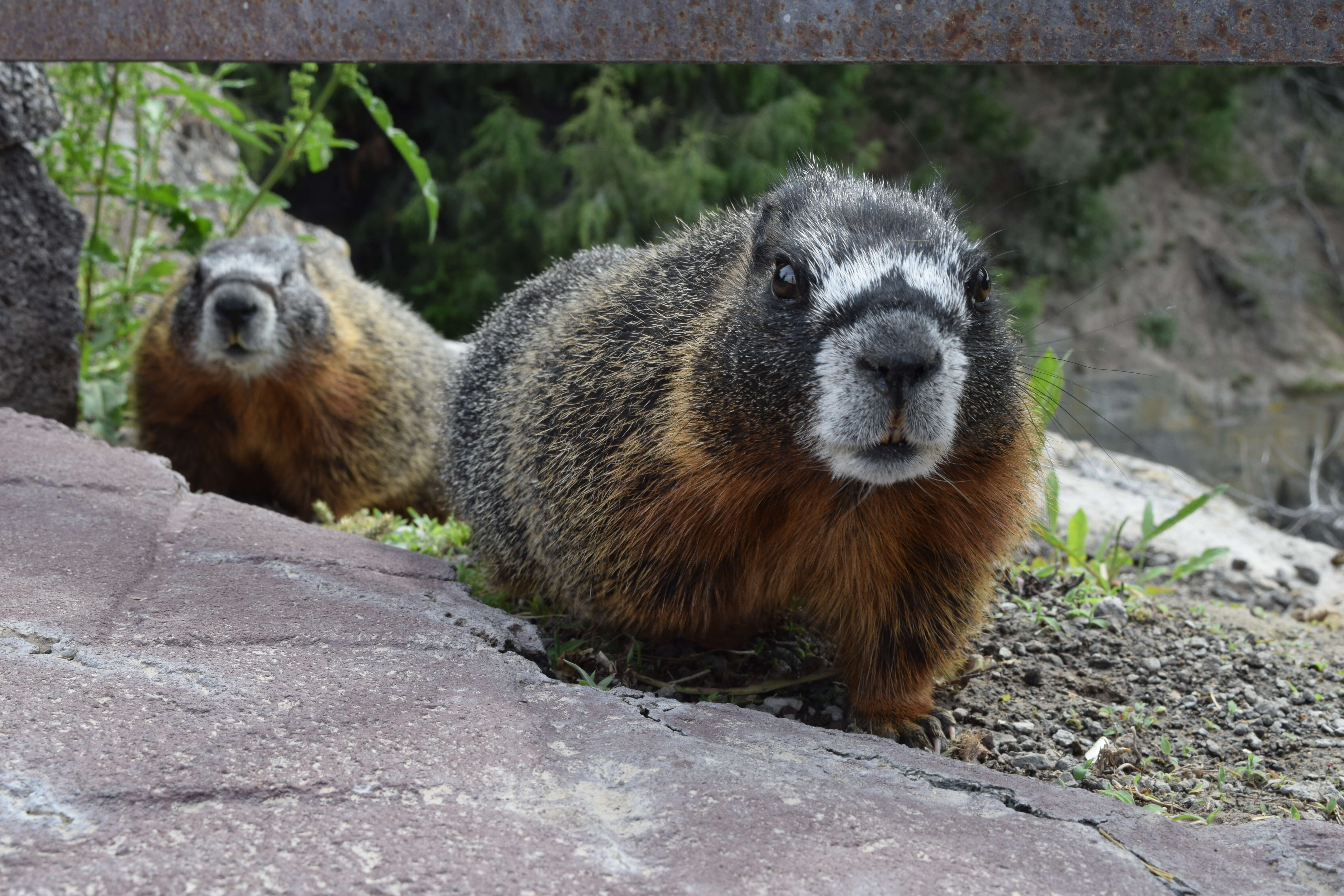 Image of Marmota subgen. Petromarmota Steppan et al. 1999