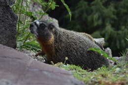 Image of Marmota subgen. Petromarmota Steppan et al. 1999