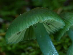 Image of Gliophorus viridis (G. Stev.) E. Horak 1971