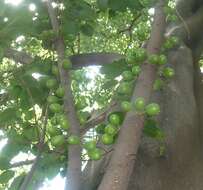 Ficus polita Vahl的圖片