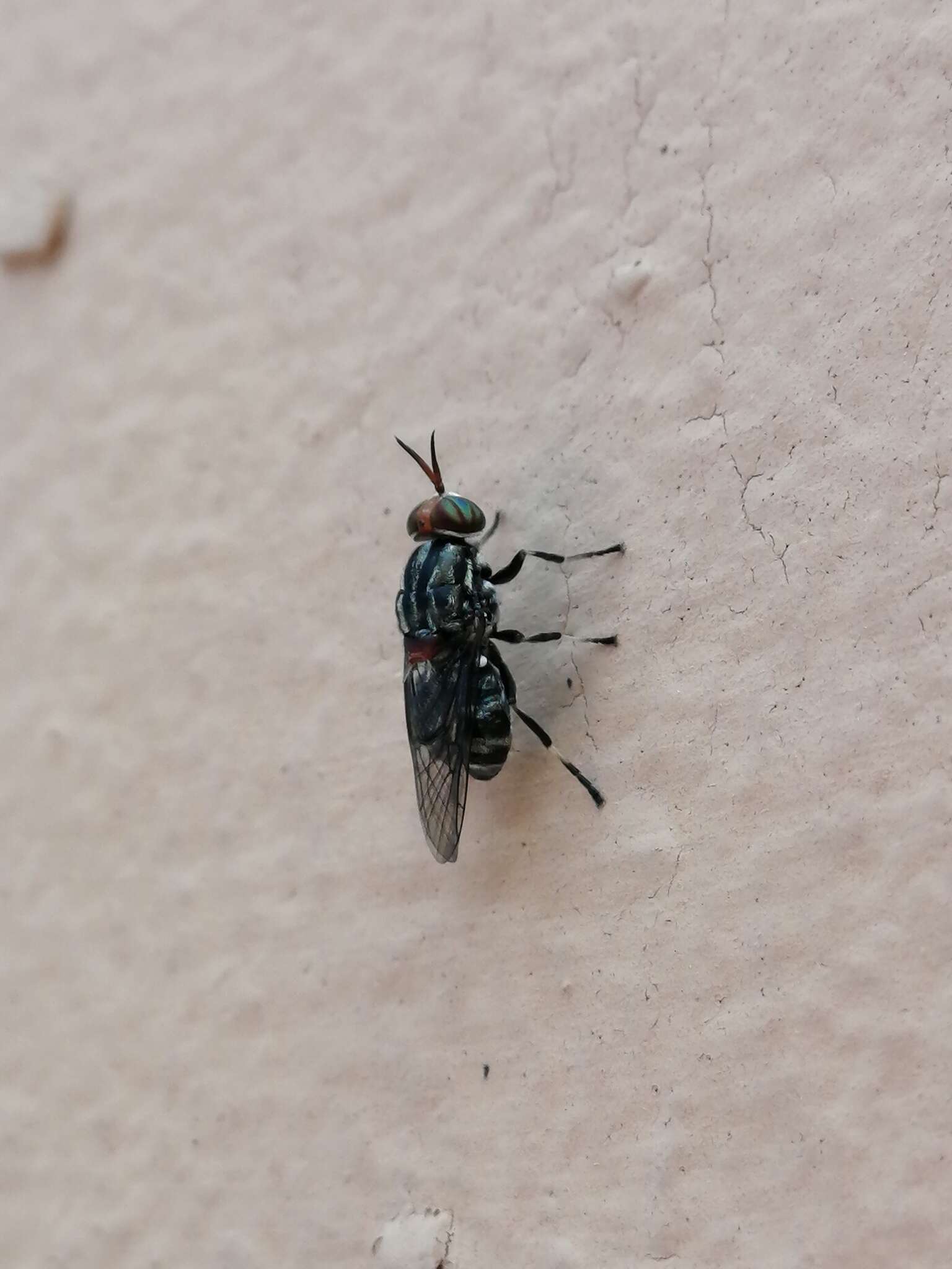 Image of Cyphomyia albomaculata (Macquart 1834)