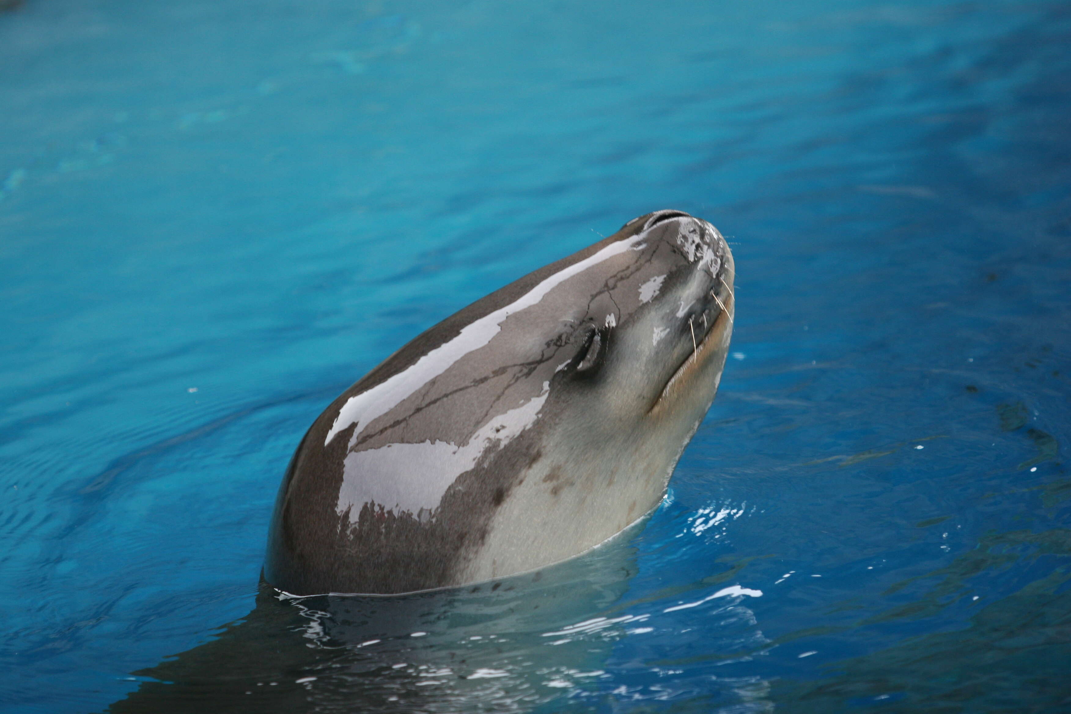 Image of leopard seal