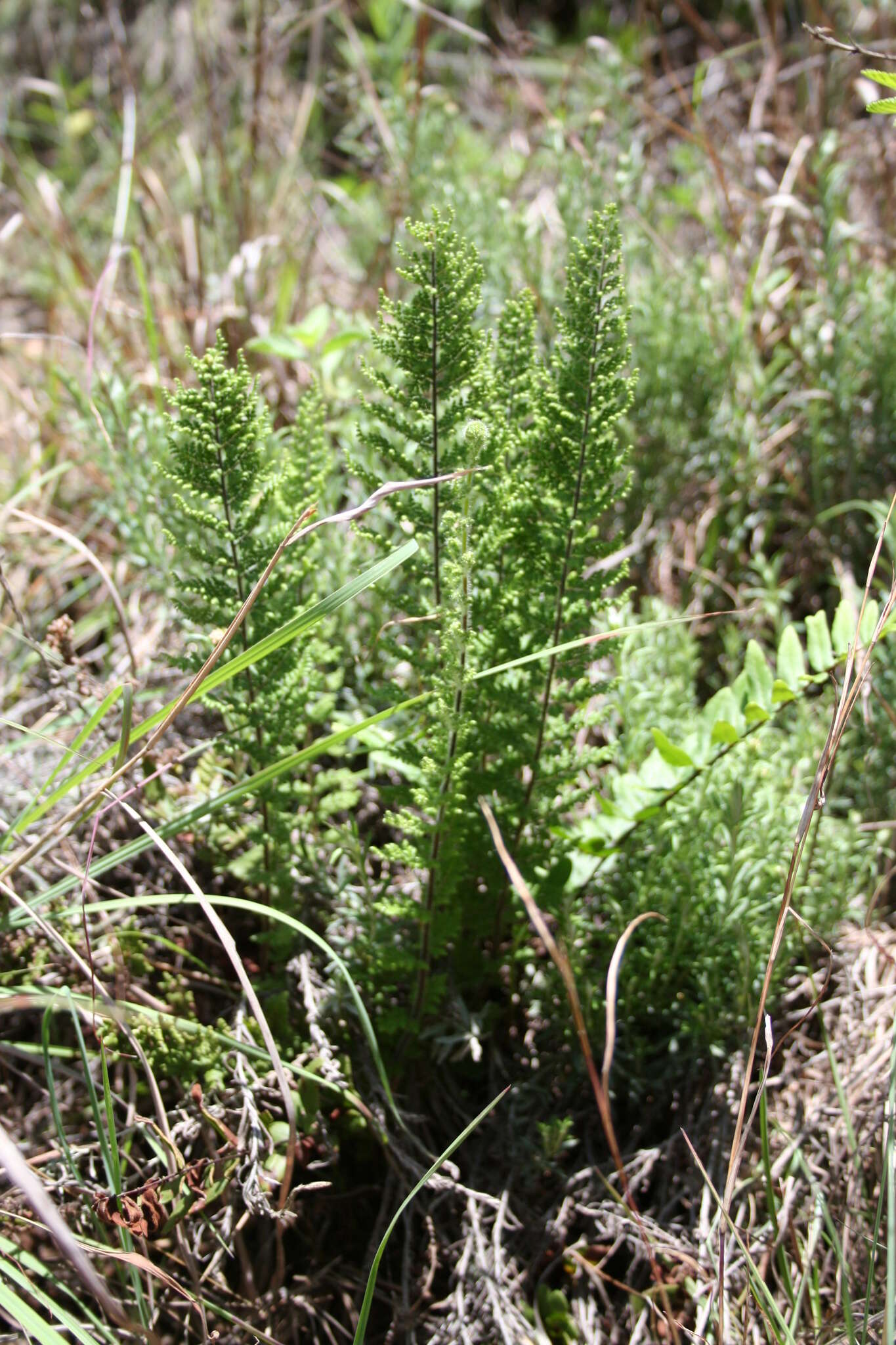 Cheilanthes hirta Sw.的圖片