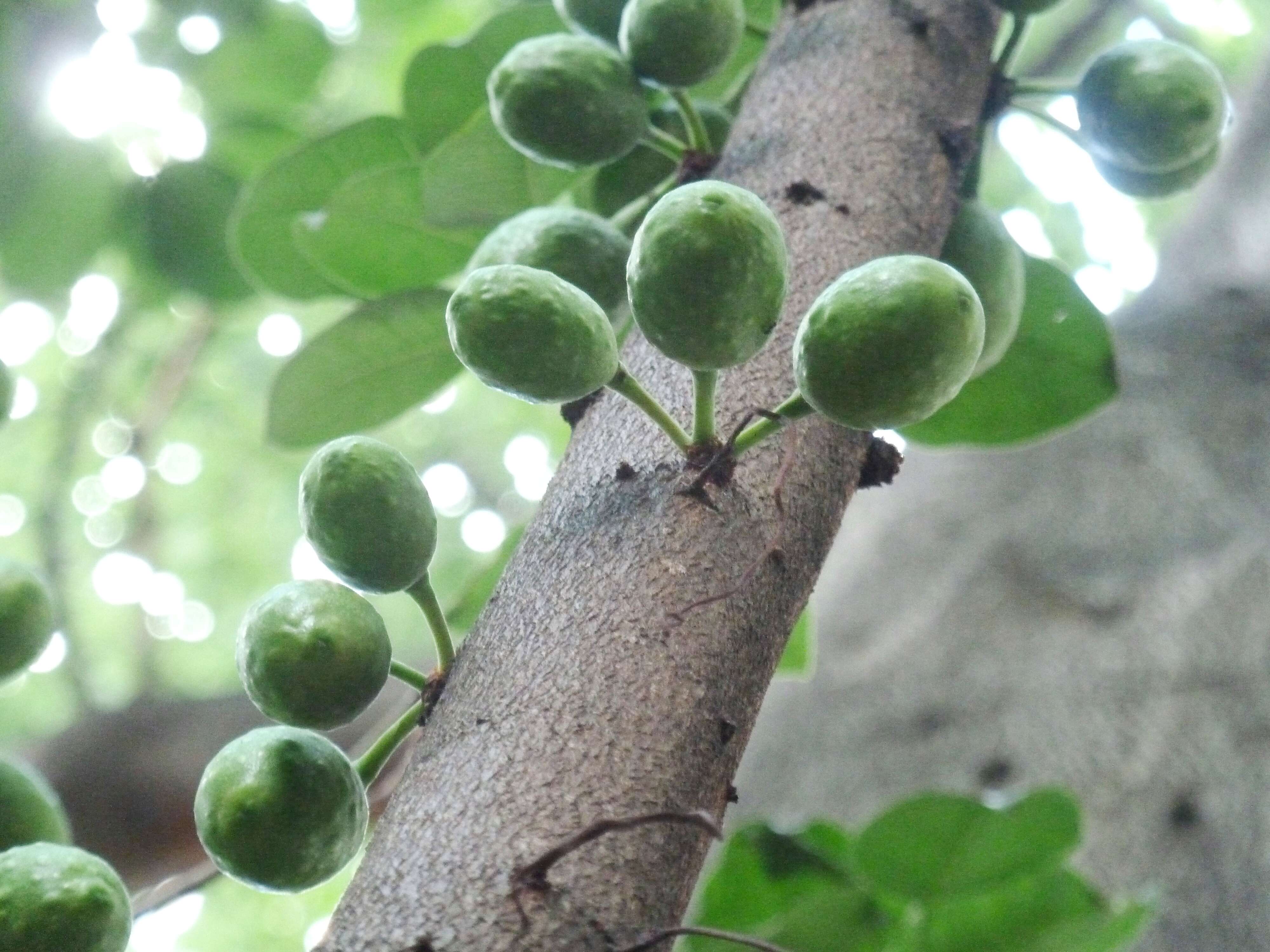 Ficus polita Vahl的圖片