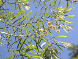 Imagem de Acacia fimbriata A. Cunn. ex G. Don