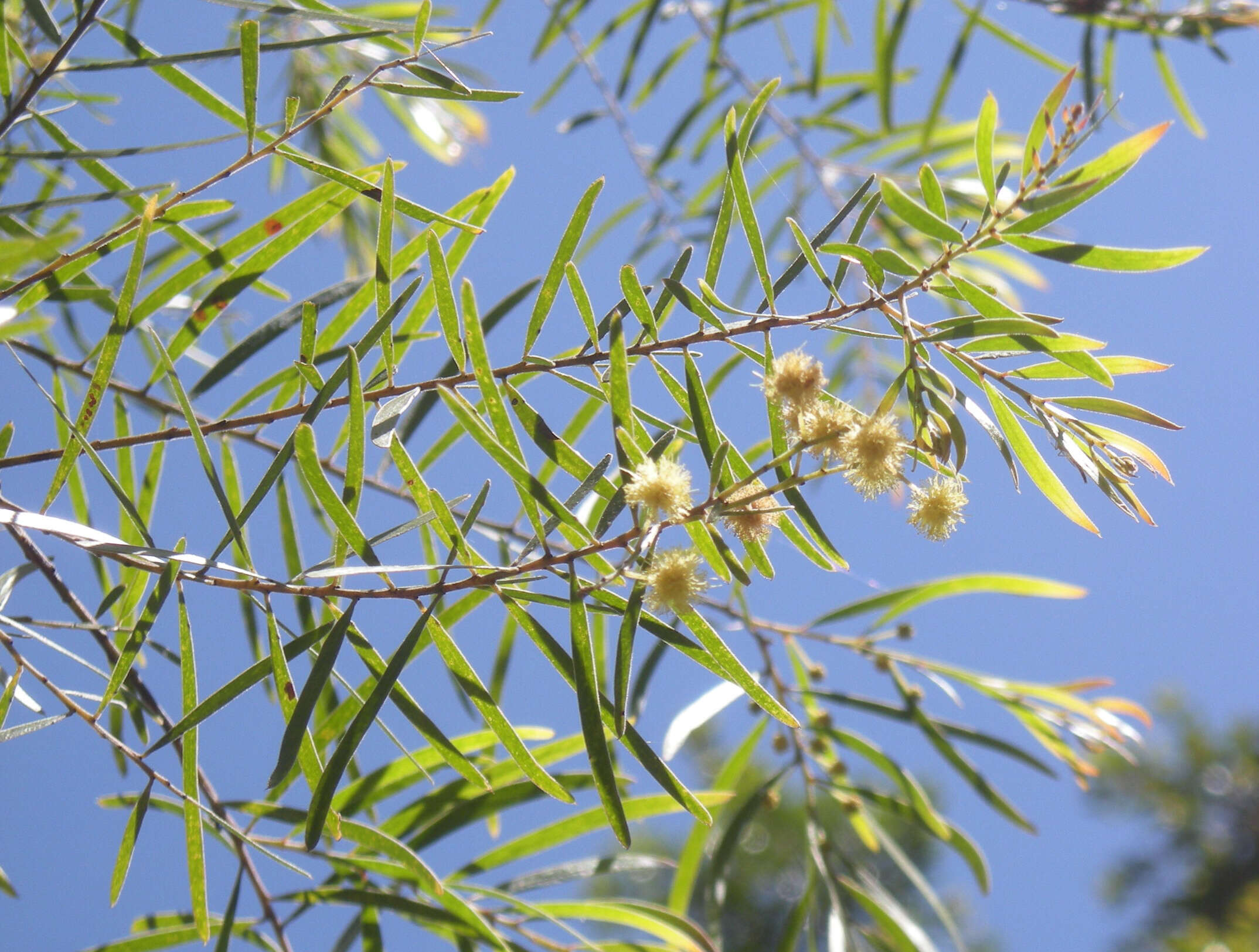 Imagem de Acacia fimbriata A. Cunn. ex G. Don